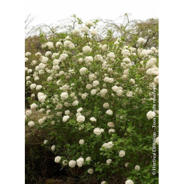 VIBURNUM CARLCEPHALUM (Viorne)