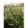 VIBURNUM CARLCEPHALUM (Viorne)