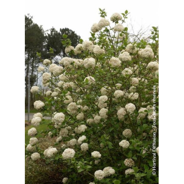 VIBURNUM CARLCEPHALUM (Viorne)