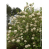 VIBURNUM CARLCEPHALUM (Viorne)