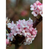 VIBURNUM BODNANTENSE DAWN (Viorne)