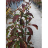 VIBURNUM BODNANTENSE DAWN (Viorne)