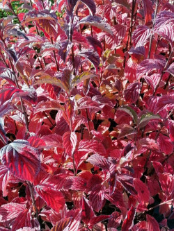VIBURNUM BODNANTENSE DAWN