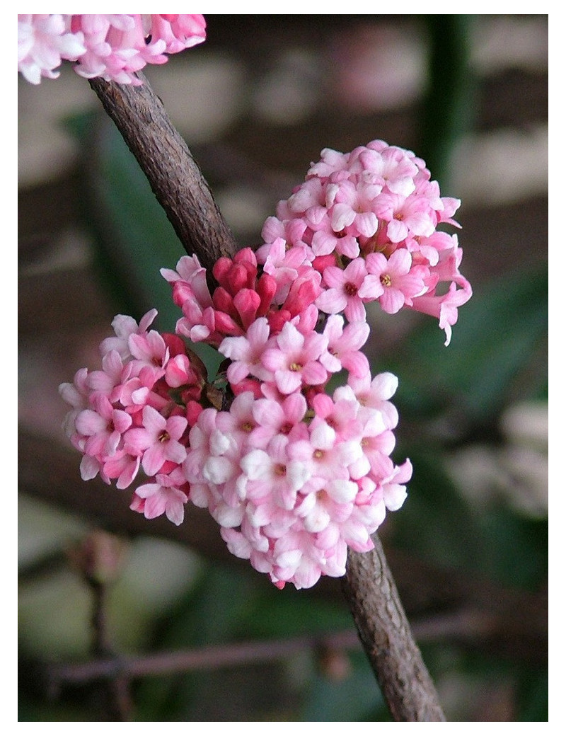 VIBURNUM BODNANTENSE DAWN (Viorne)