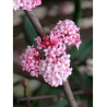 VIBURNUM BODNANTENSE DAWN (Viorne)