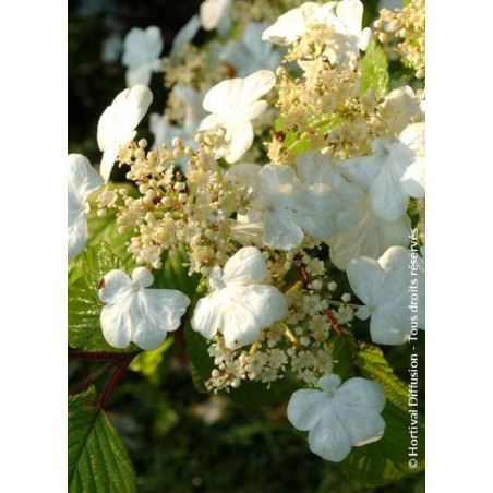 VIBURNUM plicatum LANARTH (Viorne du Japon)