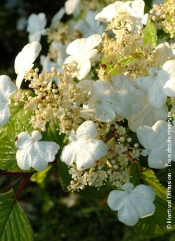viorne-de-chine-lanarth-viburnum-plicatum-lanarth-3.jpg