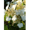 VIBURNUM plicatum LANARTH (Viorne du Japon)