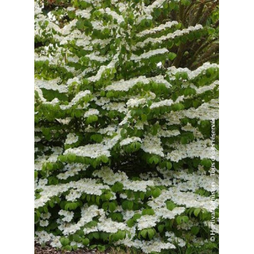 VIBURNUM plicatum LANARTH (Viorne du Japon)