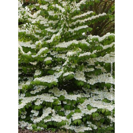 VIBURNUM plicatum LANARTH (Viorne du Japon)