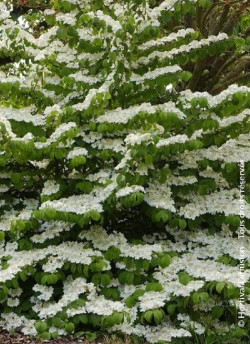 viorne-de-chine-lanarth-viburnum-plicatum-lanarth-1.jpg