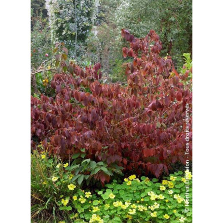 VIBURNUM plicatum LANARTH (Viorne du Japon)