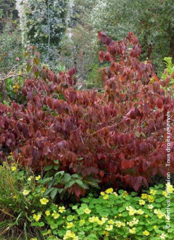 viorne-de-chine-lanarth-viburnum-plicatum-lanarth-3.jpg