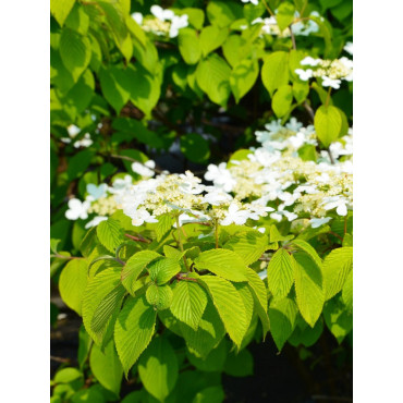 VIBURNUM plicatum LANARTH (Viorne du Japon)