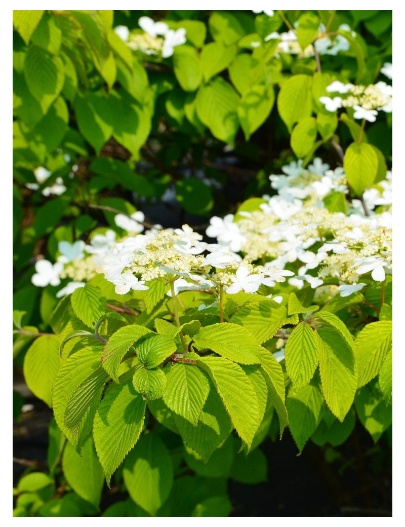 VIBURNUM plicatum LANARTH (Viorne du Japon)