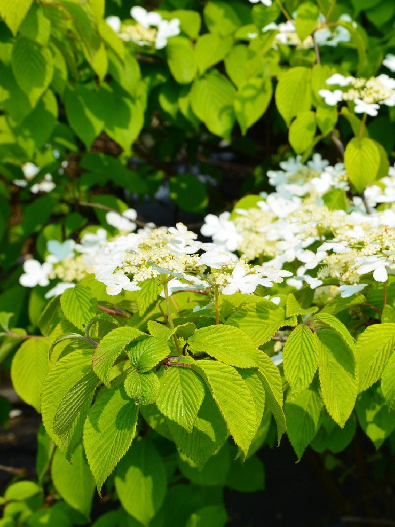 viorne-de-chine-lanarth-viburnum-plicatum-lanarth.jpg