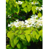 VIBURNUM plicatum LANARTH (Viorne du Japon)