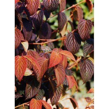 VIBURNUM plicatum MARIESII (Viorne du Japon)