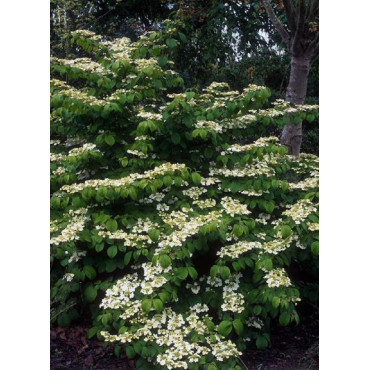 VIBURNUM plicatum MARIESII (Viorne du Japon)