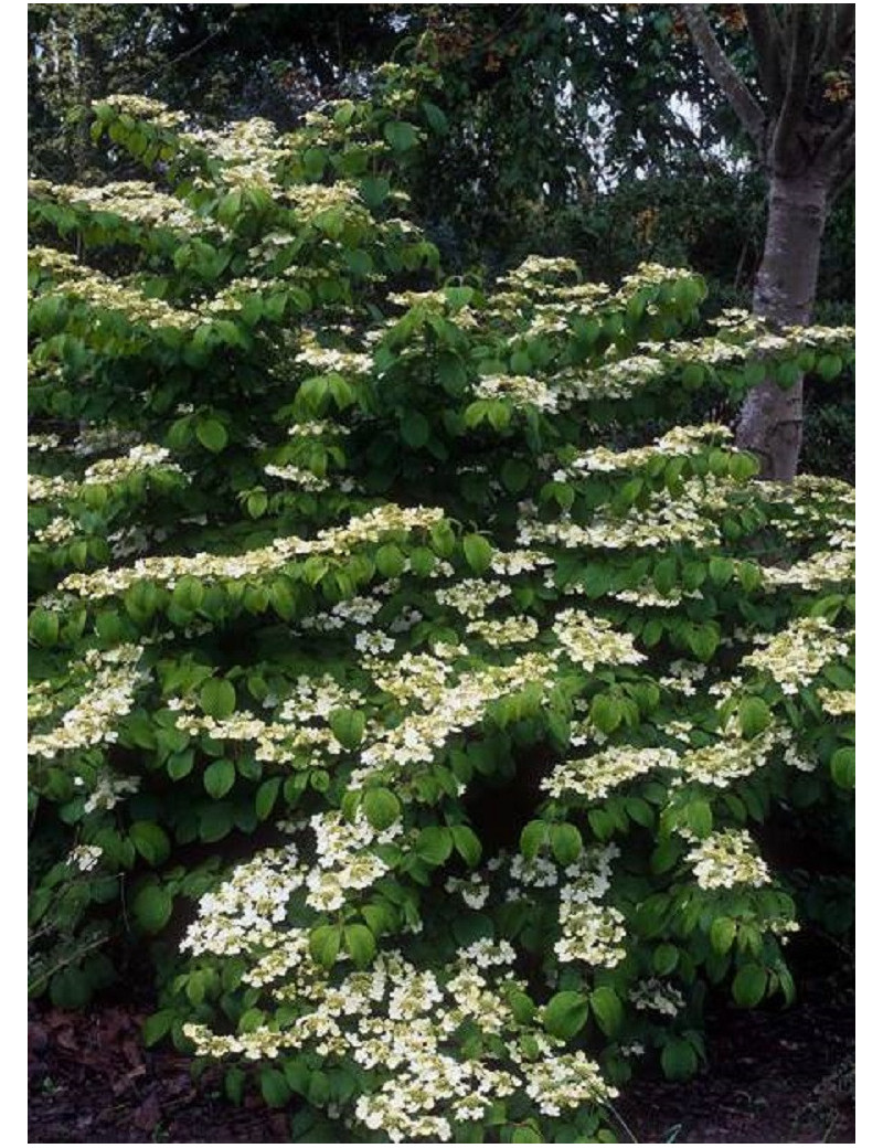 VIBURNUM plicatum MARIESII (Viorne du Japon)