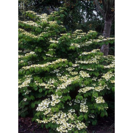 VIBURNUM plicatum MARIESII (Viorne du Japon)