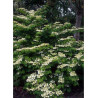 VIBURNUM plicatum MARIESII (Viorne du Japon)