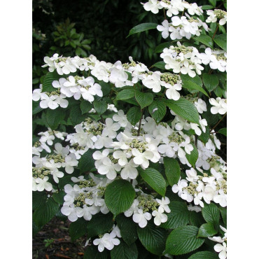 VIBURNUM plicatum MARIESII (Viorne du Japon)