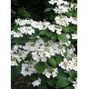 VIBURNUM plicatum MARIESII (Viorne du Japon)