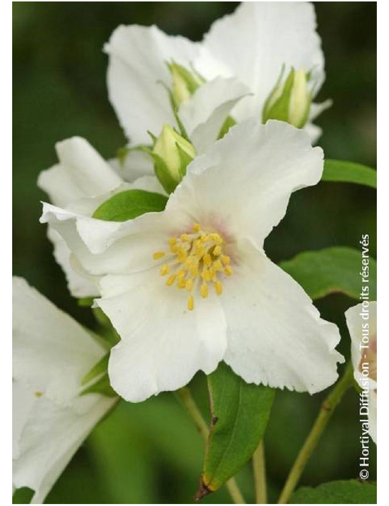 PHILADELPHUS BELLE ETOILE (Seringat des jardins)