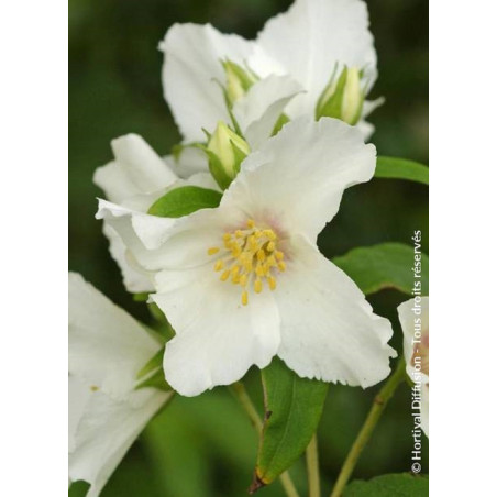 PHILADELPHUS BELLE ETOILE (Seringat des jardins)