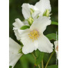 PHILADELPHUS BELLE ETOILE (Seringat des jardins)