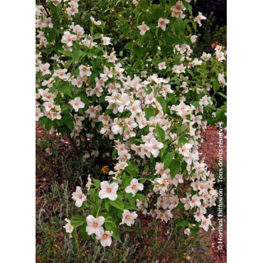 PHILADELPHUS BELLE ETOILE (Seringat des jardins)