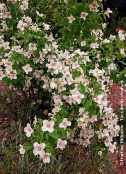 PHILADELPHUS BELLE ETOILE