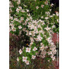 PHILADELPHUS BELLE ETOILE (Seringat des jardins)