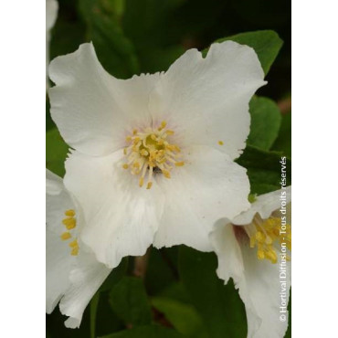 PHILADELPHUS BELLE ETOILE (Seringat des jardins)