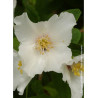 PHILADELPHUS BELLE ETOILE (Seringat des jardins)