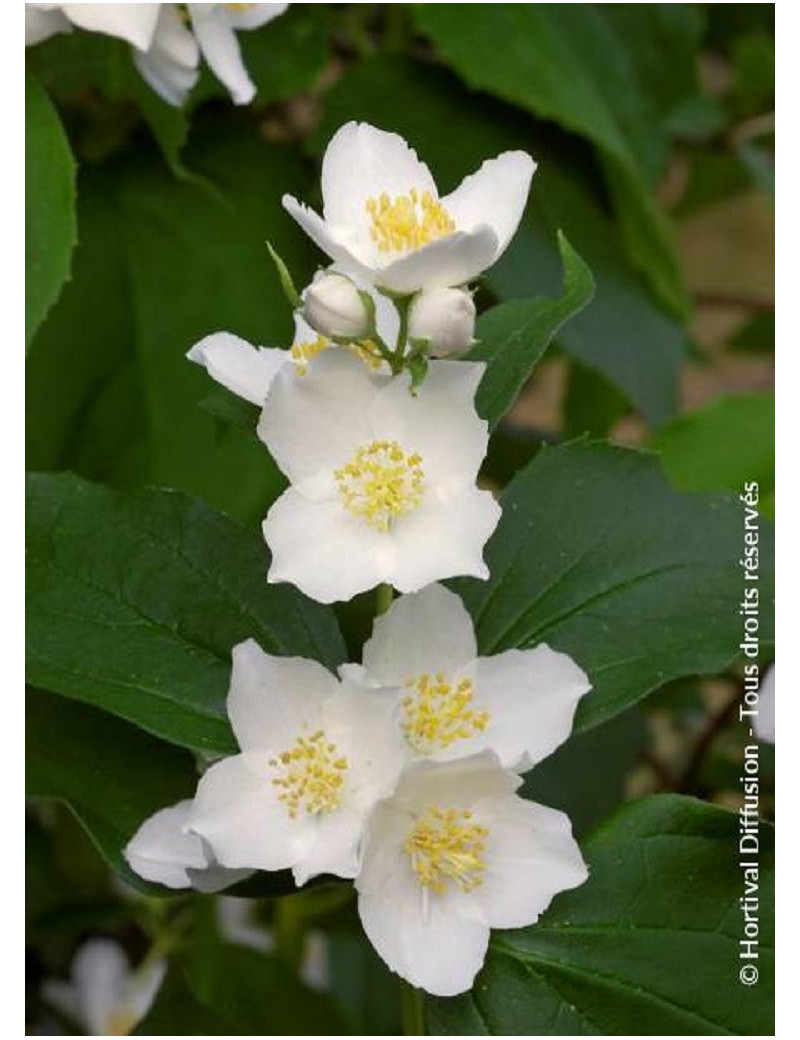 PHILADELPHUS coronarius (Seringat des jardins)