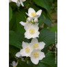 PHILADELPHUS coronarius (Seringat des jardins)