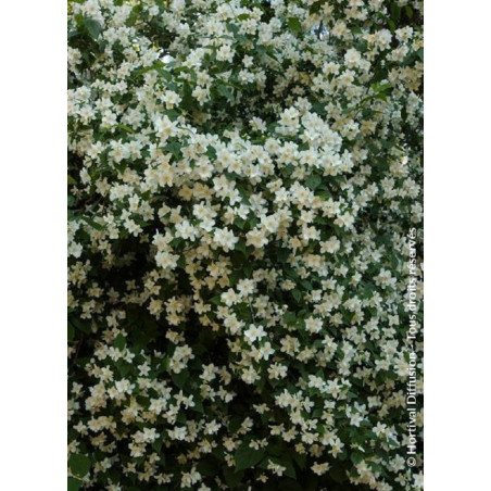 PHILADELPHUS coronarius (Seringat des jardins)