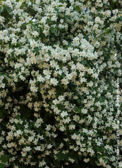 PHILADELPHUS coronarius