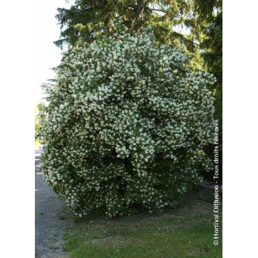 PHILADELPHUS coronarius (Seringat des jardins)