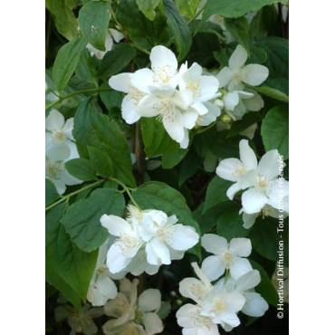 PHILADELPHUS coronarius (Seringat des jardins)