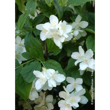 PHILADELPHUS coronarius (Seringat des jardins)