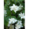 PHILADELPHUS coronarius (Seringat des jardins)