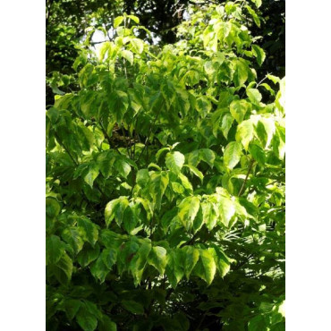 CORNUS florida RAINBOW (Cornouiller de Floride Rainbow)