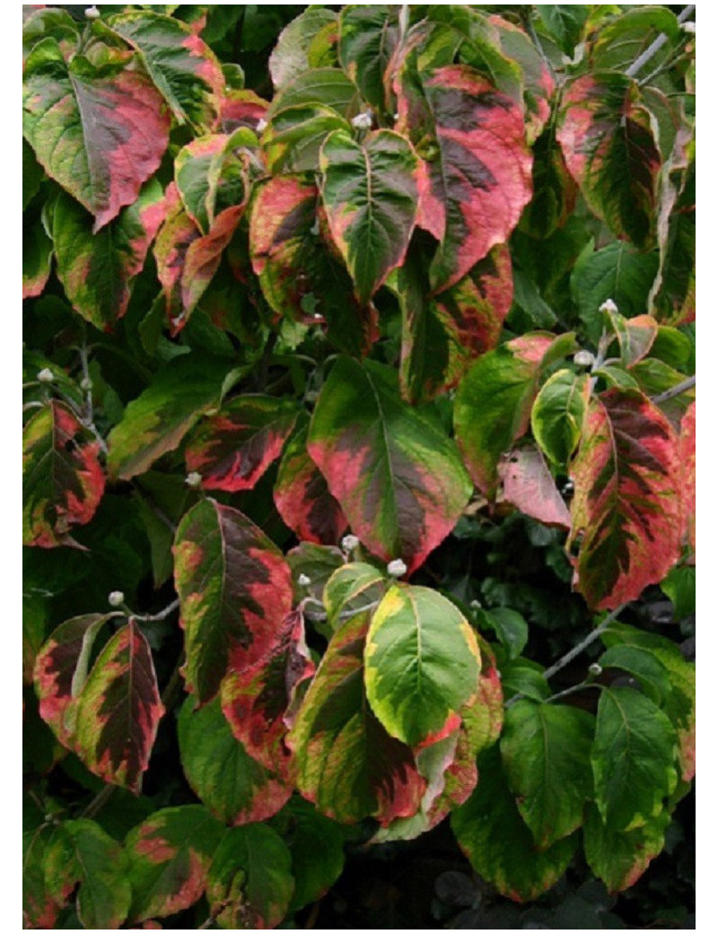 CORNUS florida RAINBOW (Cornouiller de Floride Rainbow)