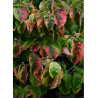 CORNUS florida RAINBOW (Cornouiller de Floride Rainbow)