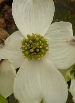 CORNUS florida RAINBOW