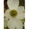 CORNUS florida RAINBOW (Cornouiller de Floride Rainbow)