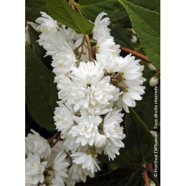 PHILADELPHUS minnesota SNOWFLAKE (Seringat des jardins)